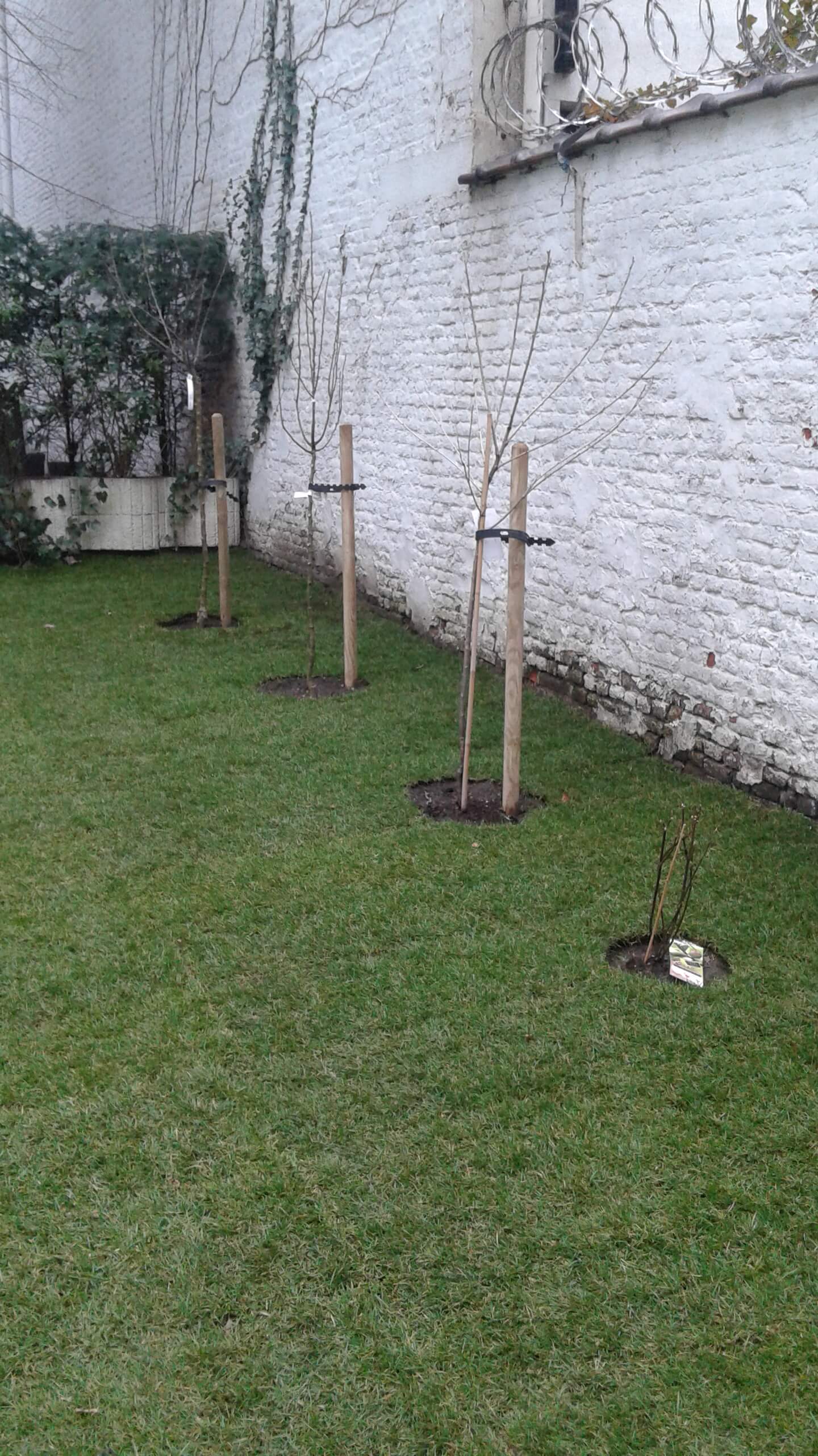 plantation d'arbre fruitier