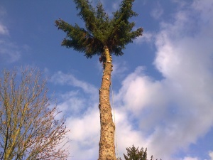 abattage arbre Brabant Wallon